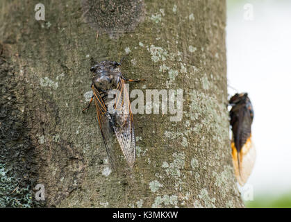 Zikade isoliert auf Baum Hintergrund Stockfoto