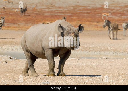 Eine Schwarze Nashorn (Diceros bicornis) im natürlichen Lebensraum, Etosha National Park, Namibia Stockfoto