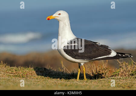 Ein kelp Möwe (Larus dominicanus) im natürlichen Lebensraum, Südafrika Stockfoto