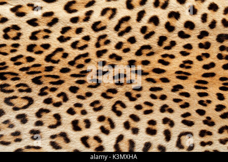 Nahaufnahme der Haut eines Leopard (Panthera pardus) Stockfoto