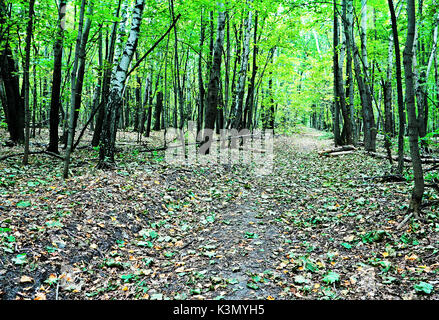 Schönen Morgen Mischwald im frühen Herbst. Stockfoto