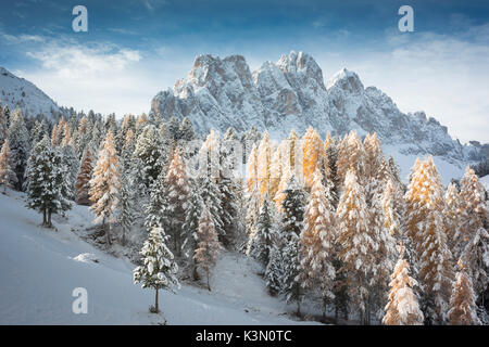 Ein Winter Blick auf den Naturpark Puez Geisler in Villnöss mit etwas Gelb larchs im Vordergrund und im Hintergrund die Geisler, Provinz Bozen, Südtirol, Trentino Alto Adige, Italien, Europa Stockfoto