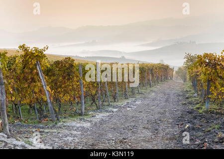 Sonnenaufgang in den Weinbergen in der nähe von La Morra, Langhe, Cuneo, Piemont, Italien. Stockfoto