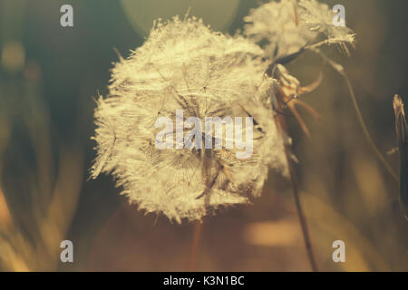 Löwenzahn Samen in der Morgensonne. Stockfoto