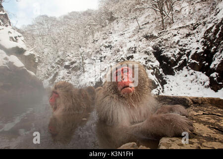 Eine Gruppe von japanischen Makaken Entspannung in heißen Quellen, jigokudani Wald. Nakano Stockfoto