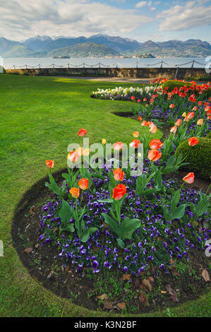 Villa Pallavicino, Stresa, Lago Maggiore, Piemont, Italien. Tulpen in voller Blüte im Garten am See. Stockfoto