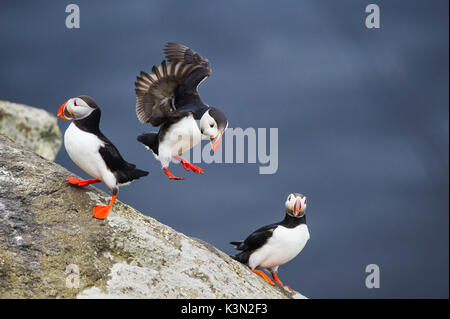 Ingolfshofdi, südlichen Island. Atlantic Papageientaucher. Stockfoto