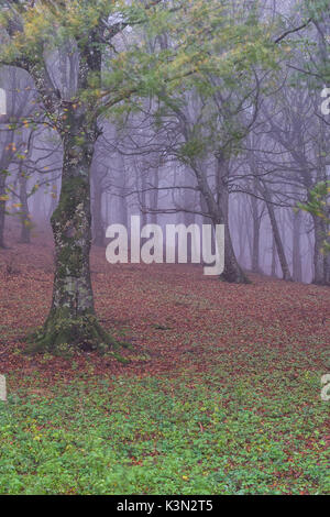 Herbst im Wald mit Nebel, Monte Cucco NP, Umbrien, Italien Stockfoto