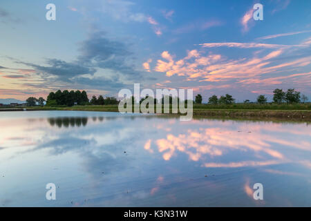 Sonnenuntergang über Reisfelder in der Nähe von Novara, Piemont, Italien. Stockfoto