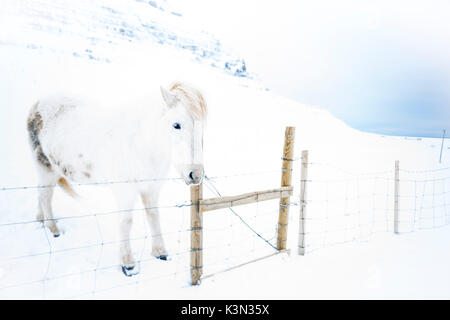 Snaefellsness Halbinsel, Western Island, Europa. Weiß Islandpferd im Winter Schnee. Stockfoto