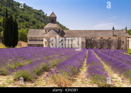 Lavendelfelder in der Nähe der Abtei von Sénanque. Gordes, Vaucluse, Provence-Alpes-Côte d'Azur, Frankreich. Stockfoto