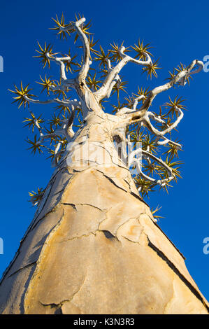 Quivertree Forest, Südliches Namibia, Afrika. Aloe in voller Blüte. Stockfoto