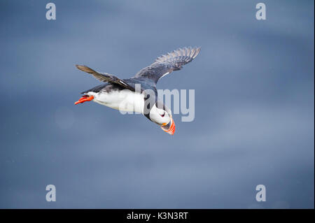 Ingolfshofdi, südlichen Island. Atlantic Papageientaucher. Stockfoto