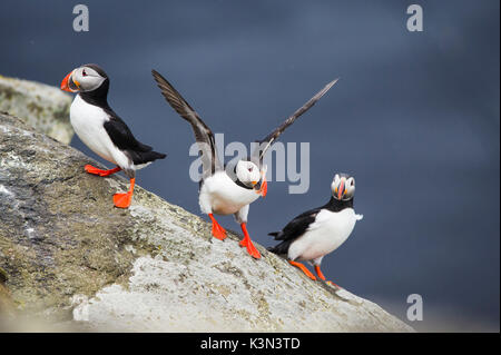 Ingolfshofdi, südlichen Island. Atlantic Papageientaucher. Stockfoto