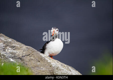 Ingolfshofdi, südlichen Island. Atlantic Papageientaucher. Stockfoto