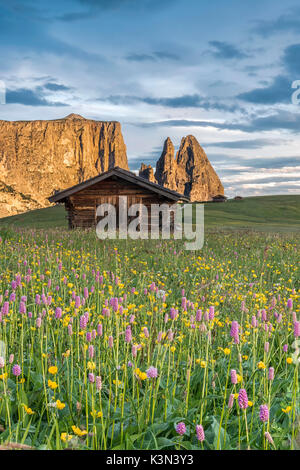 Seiser Alm, Dolomiten, Südtirol, Italien. Wiese voller Blumen auf der Seiser Alm. Im Hintergrund der Gipfel des Schlern Stockfoto