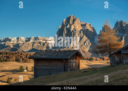 Seiser Alm, Dolomiten, Südtirol, Italien. Herbst Farben auf der Seiser Alm mit dem Langkofel und Plattkofel/Plattkofel im Hintergrund Stockfoto