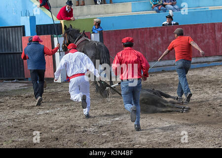 Juni 18, 2017 Pujili, Ecuador: dem geopferten Stier wird aus dem Ring gezogen von Pferd nach dem Ritual Stockfoto