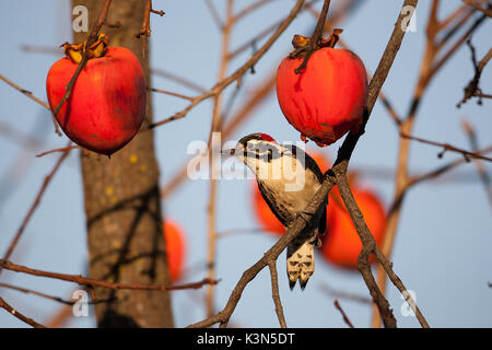 Nuttall der Specht in Kalifornien Stockfoto