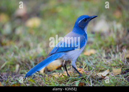 Ein glückliches, gutherzig, Kalifornien Scrub Jay in Oakland, Kalifornien Stockfoto