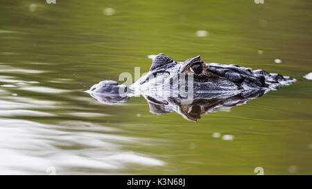 Ein Porträt caiman Yacare aus Rio cuibà. Rio cuiabà, Mato Grosso do Sul; Pantanal. Mato Grosso do Sul, Brasilien. Stockfoto