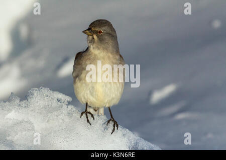 Europa, Italien, Venetien, Belluno. Snowfinch (Montifringilla nivalis) Stockfoto