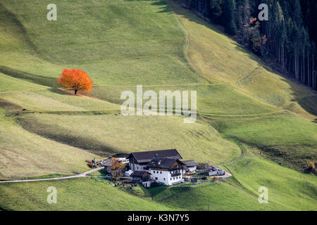 Berghütten und einsamen herbstlichen Kirschbaum. Santa Maddalena, Funes, Bozen, Trentino Alto Adige, Südtirol, Italien, Europa. Stockfoto