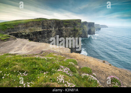 Die Klippen von Moher mit Blumen auf den Vordergrund. Liscannor, Munster, Co.Clare, Irland, Europa. Stockfoto