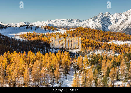 Berg Gipfeln im Schnee mit herbstlichen Lärchen. Valmalenco, Valtellina, Sondrio, Italien, Europa. Stockfoto