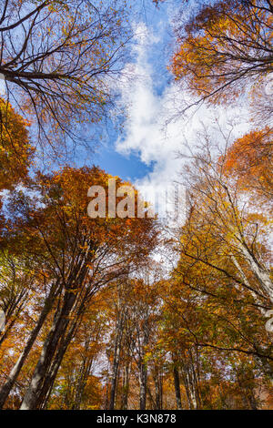 Cansiglio, Wald, in der Provinz Treviso, Venetien, Norditalien, Italien, Europa. Blick aus dem Wald Stockfoto