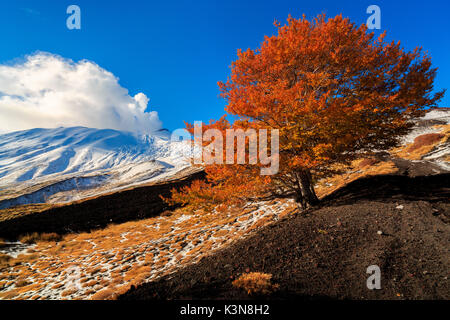 Eine Buche in den Ätna im Herbst am Ätna, Sizilien, Italien, Europa Stockfoto