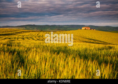 Gallina, Val d'Orcia, Toskana, Italien. Ein Häuschen unter Weizen Felder in der Val d'Orcia die Hügel bei Sonnenuntergang mit bewölktem Himmel Stockfoto