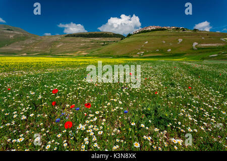 Castelluccio Di Norcia, Sibillini Nationalpark, Umbrien, Italien. Blühen auf Pian Grande von Norcia und Castelluccio Dorf im Hintergrund Stockfoto