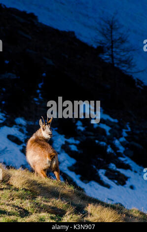 Eine Gämse im Frühling (Soana Tal, Nationalpark Gran Paradiso, Piemont, Italien) Stockfoto