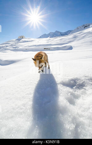 Fox (Orco Valley, Nationalpark Gran Paradiso, Piemont, Alpen, Italien) Stockfoto