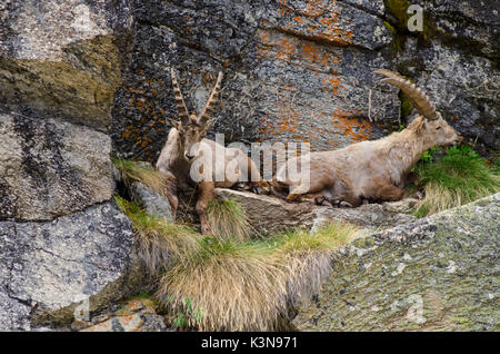 Schlafen ibex (Valsavarenche, Gran Paradiso ParkAosta Tal, Italien) Stockfoto