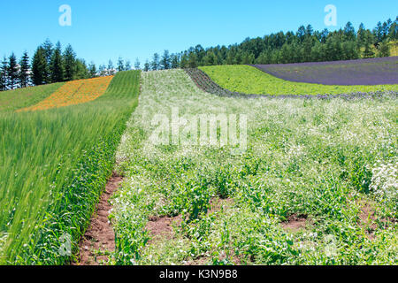 Irodori Feld Tomita Farm in Furano, Japan, Hokkaido Stockfoto