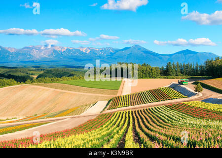 Blumengarten in Kamifurano, mit Blick auf die Berge in Furano, Hokkaido, Japan Stockfoto