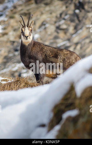 Gämse (Valsavarenche, Nationalpark Gran Paradiso, Aostatal, Italien) Stockfoto