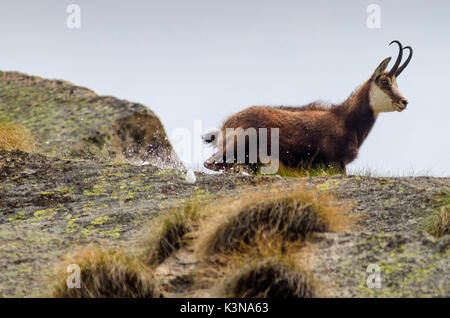 Gämsen im Frühling (Soana Tal, Piemont, Nationalpark Gran Paradiso, Italien) Stockfoto