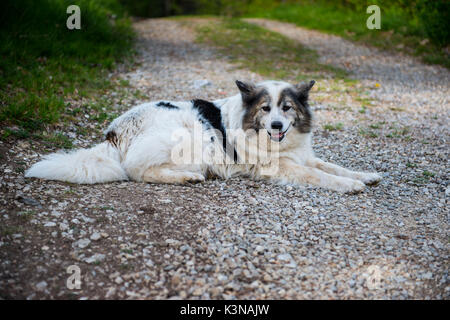 Italien, Toskana, weißen Fell Hund mit schwarzen Flecken sitzen auf einem Feldweg mit seinen Augen direkt in die Kamera Stockfoto