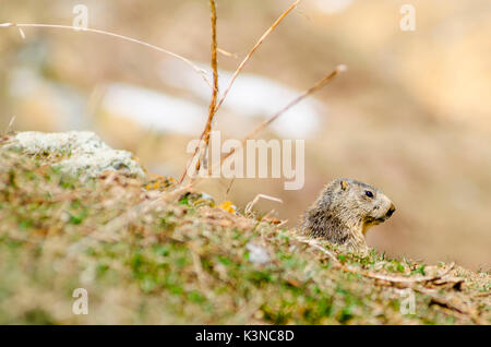 Ein Murmeltier in den Wiesen, am Anfang des Frühlings. (Orco Valley, Nationalpark Gran Paradiso, Piemont, Italien) Stockfoto