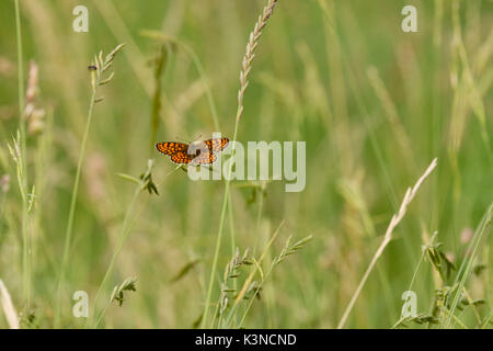 Ein einsamer butteelfy Ceriagrion Doris, Dunkelgrün Fritillary, mitten in den grünen Bereich. Lombardei, Italien Stockfoto