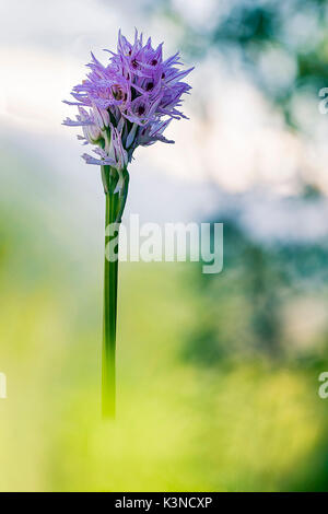 Brescia, Lombardei, Italien Orchis tridentata, ein Wild Orchid, die jedes Jahr zwischen März und Juni, Es blüht in den Hügeln von Brescia in den Vordergrund unscharf Gras Stockfoto