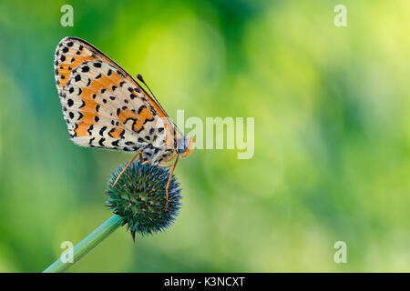 Ponti sul Mincio, Mantova, Lombardei, Italien Makro Foto von einem melitea (Melitaea didyma) auf Barsch Stockfoto