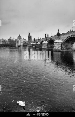 Prag, Tschechische Republik. Schwarz-weiß Foto. Ein Schwan in der Vltava Fluss Wasser, während es schneit Stockfoto