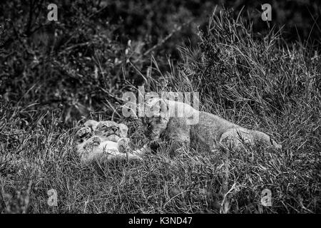 Park Masai Mara, Kenia, Afrika zwei löwinnen fotografiert beim Spielen im Gras Stockfoto