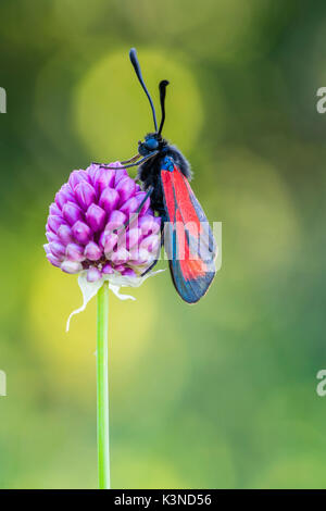 Ponti sul Mincio, Mantova, Lombardei, Italien Makro Bild eines Zygaena purpuralis gegen eine Blume schiefen Stockfoto