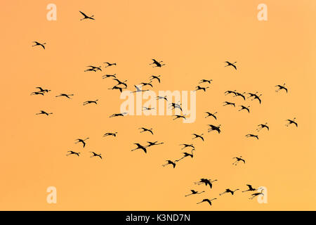 Lake Bogoria, Kenia, Afrika, eine Gruppe von Flamingos im Flug Stockfoto