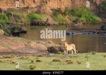Die Masai Mara, Kenia, Afrika ein junger männlicher Löwe in den Park der Masai Mara. Im Hintergrund ein Fluss mit Flusspferden Stockfoto